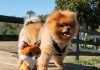 I Migliori e più Belli Peluche sul Volpino del Web! peluche volpino